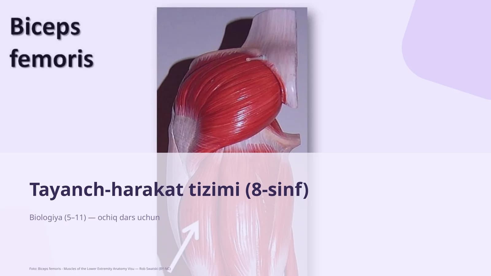 Tayanch-harakat tizimi (8-sinf)