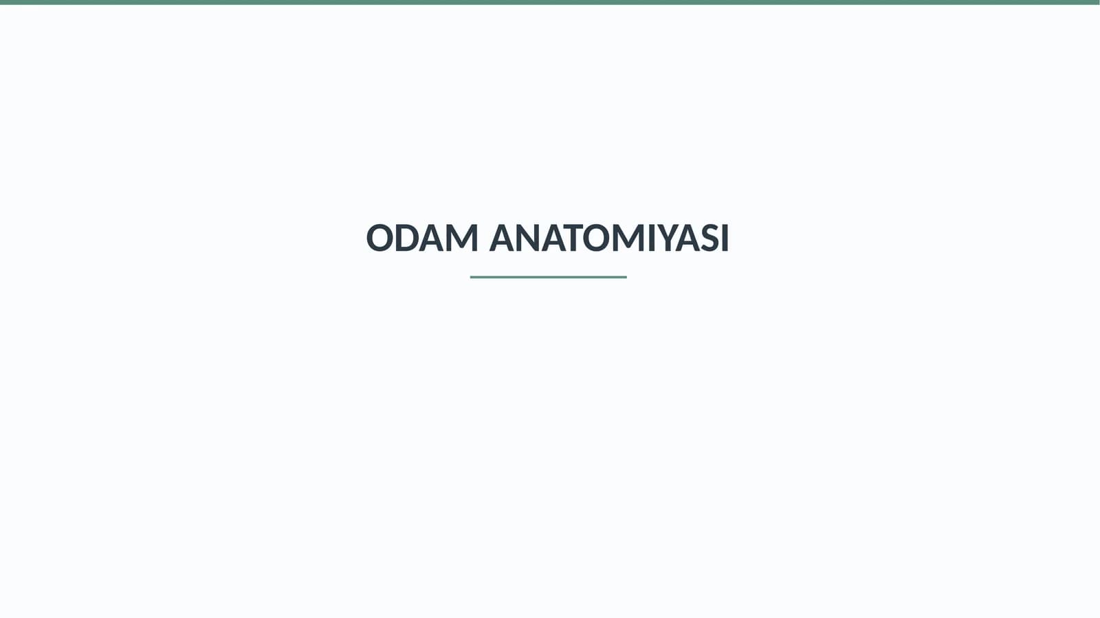 ODAM ANATOMIYASI