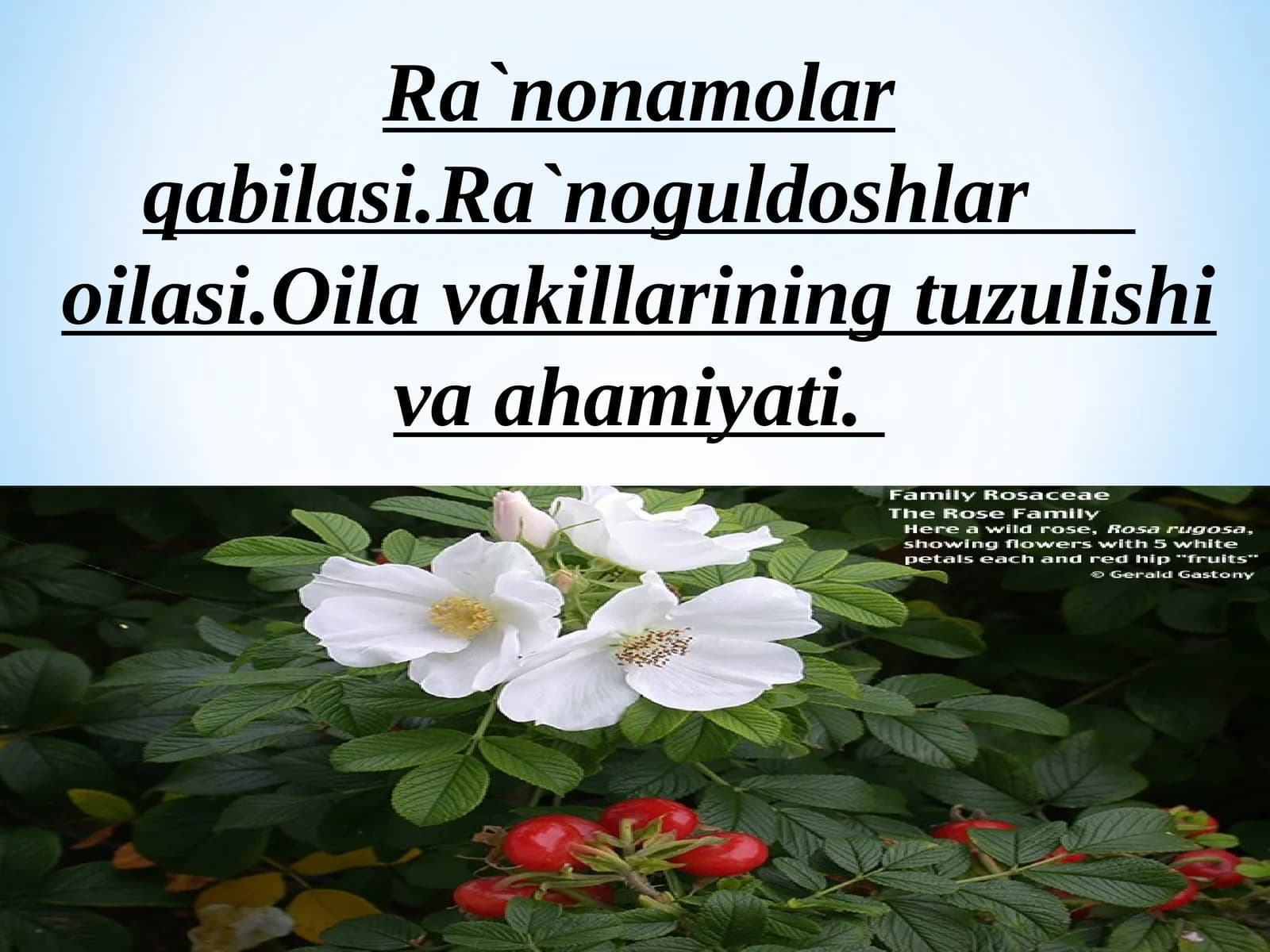 Ra`nonamolarqabilasi
