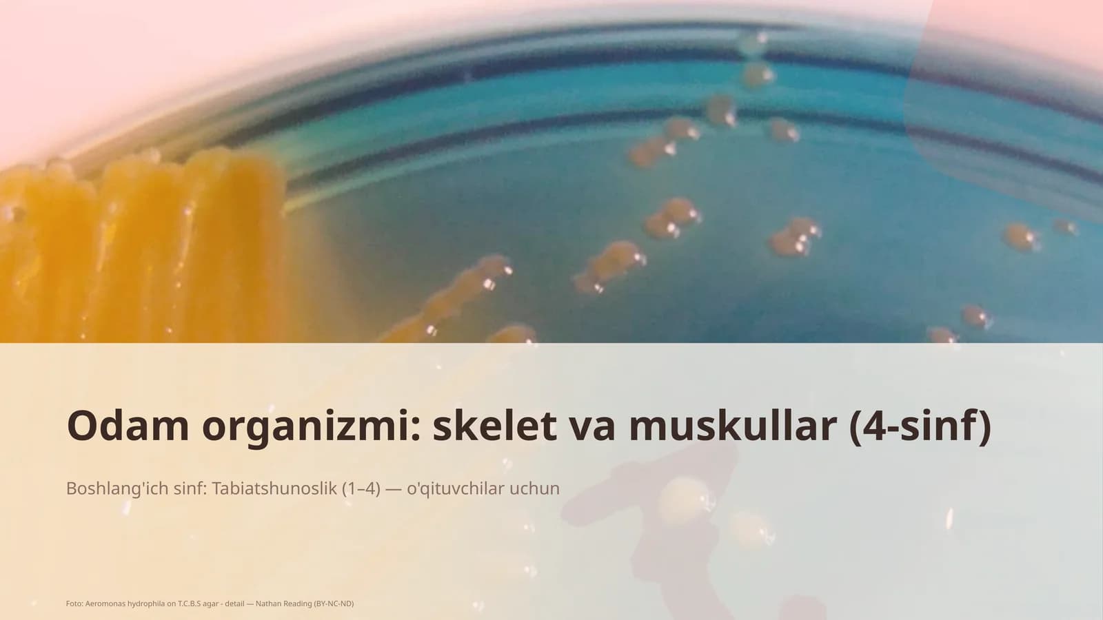 Odam organizmi: skelet va muskullar (4-sinf)