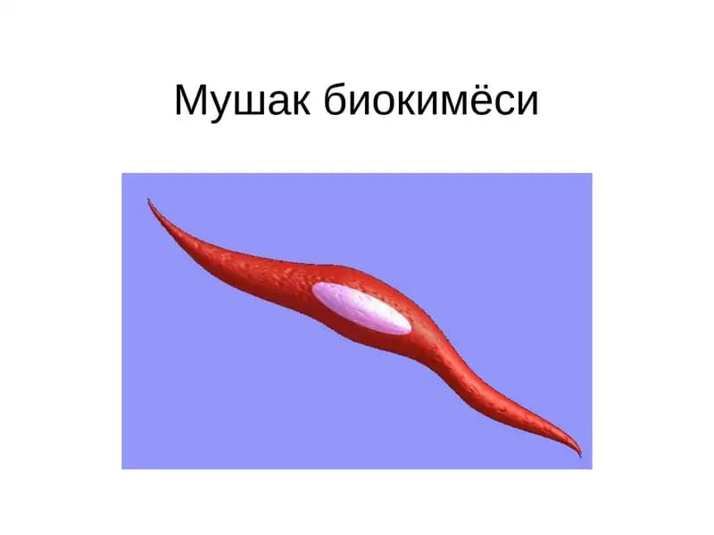 Мушак биокимёси