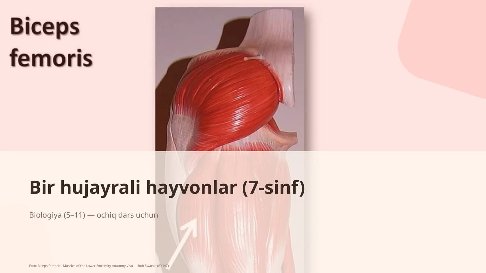 Bir hujayrali hayvonlar (7-sinf)