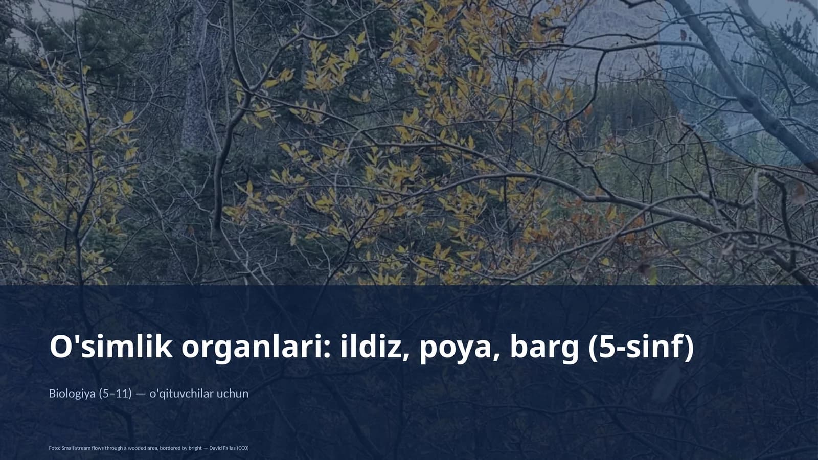 O'simlik organlari