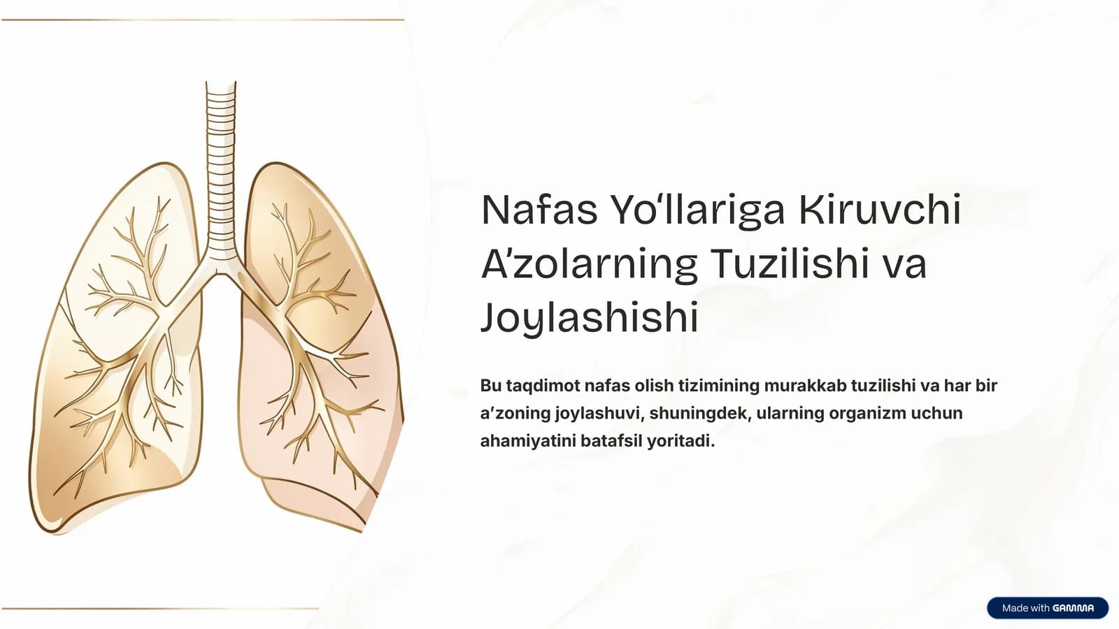 Nafas Yo‘llariga Kiruvchi A’zolarning Tuzilishi va Joylashishi