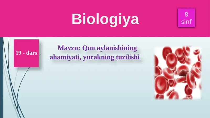 Qonaylanishiningahamiyati, yurakning tuzilishi