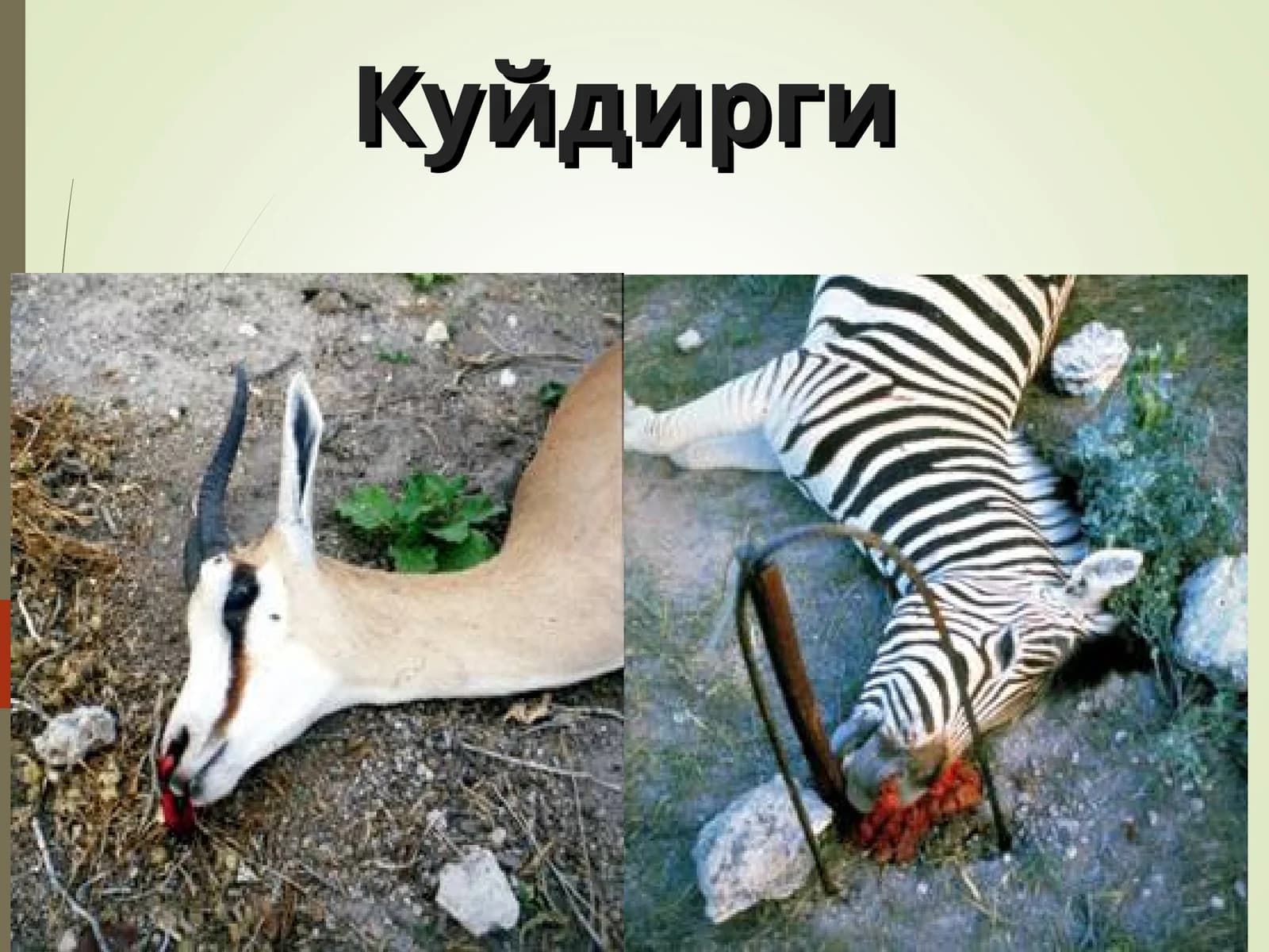 Куйдирги