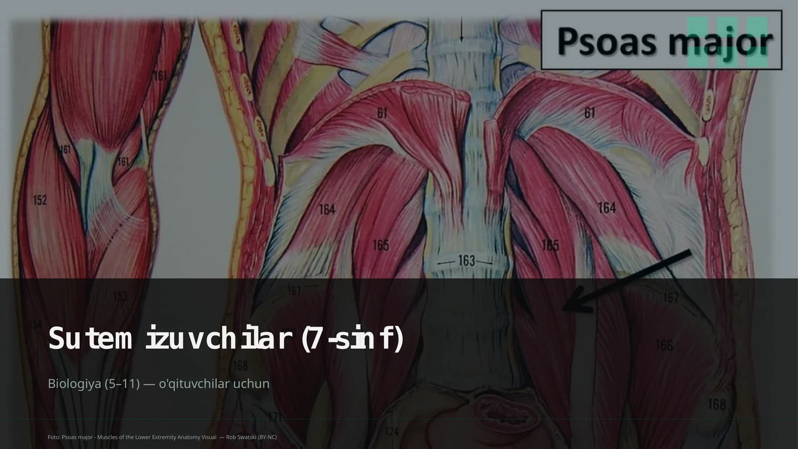 Sutemizuvchilar (7-sinf)