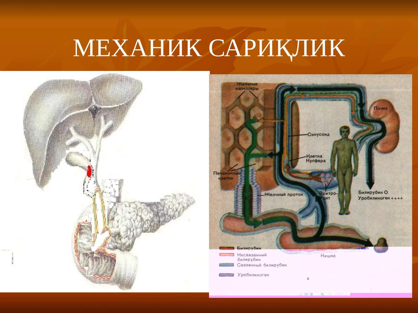 МЕХАНИК САРИҚЛИК