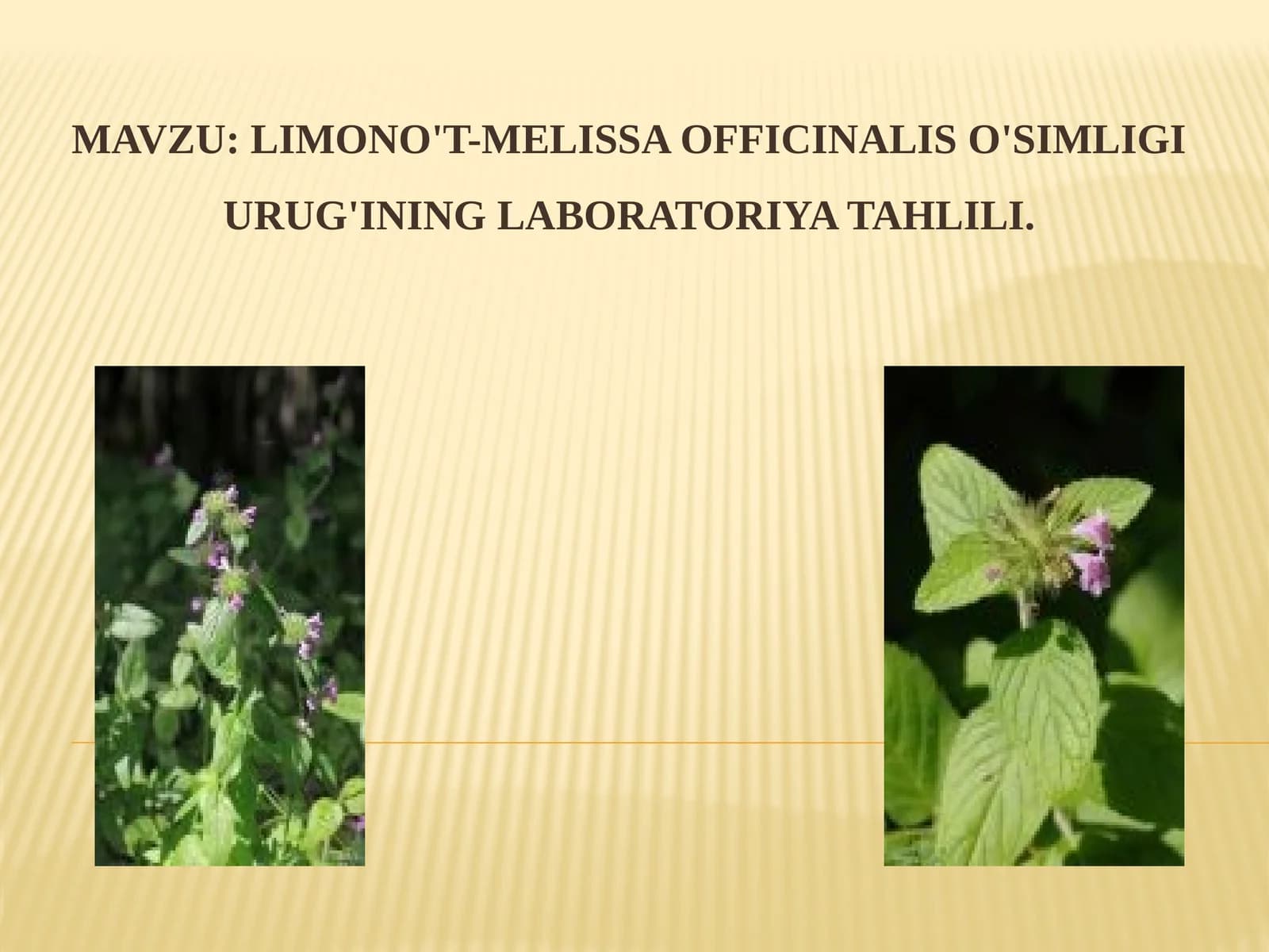 LIMONO'T-MELISSA OFFICINALIS O'SIMLIGI URUG'INING LABORATORIYA TAHLILI