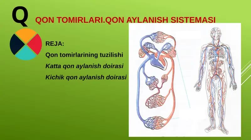 QQON TOMIRLARI.QON AYLANISH SISTEMASI