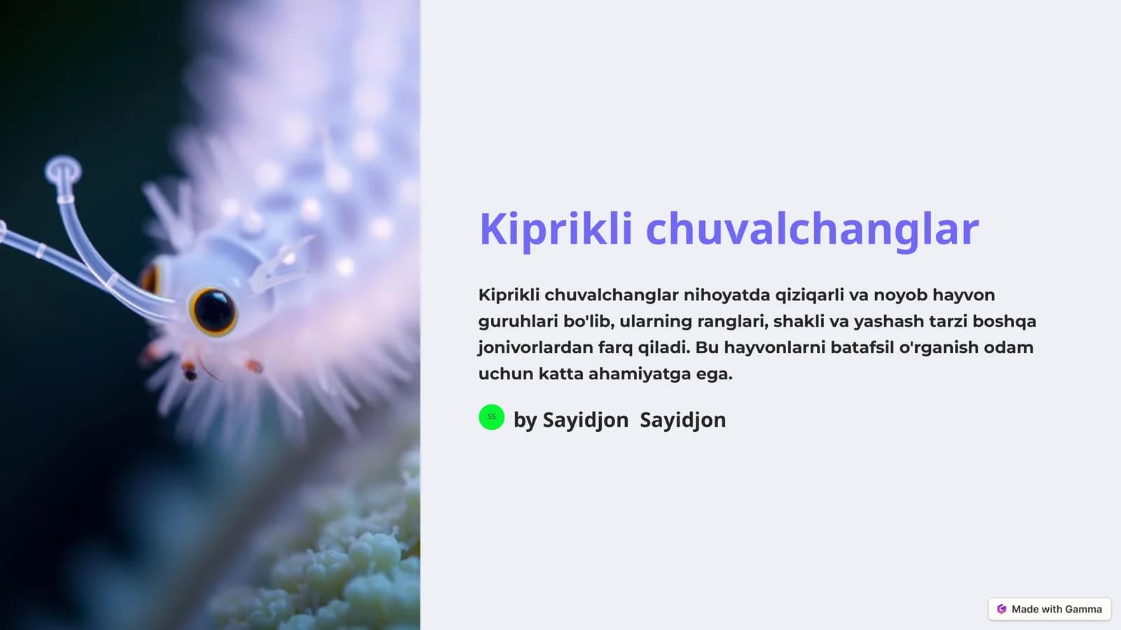Kiprikli chuvalchanglar