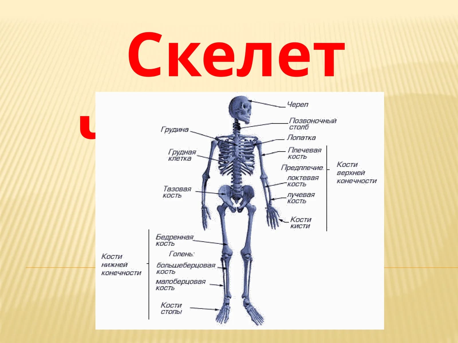 Скелет человека слайд 2026 йил