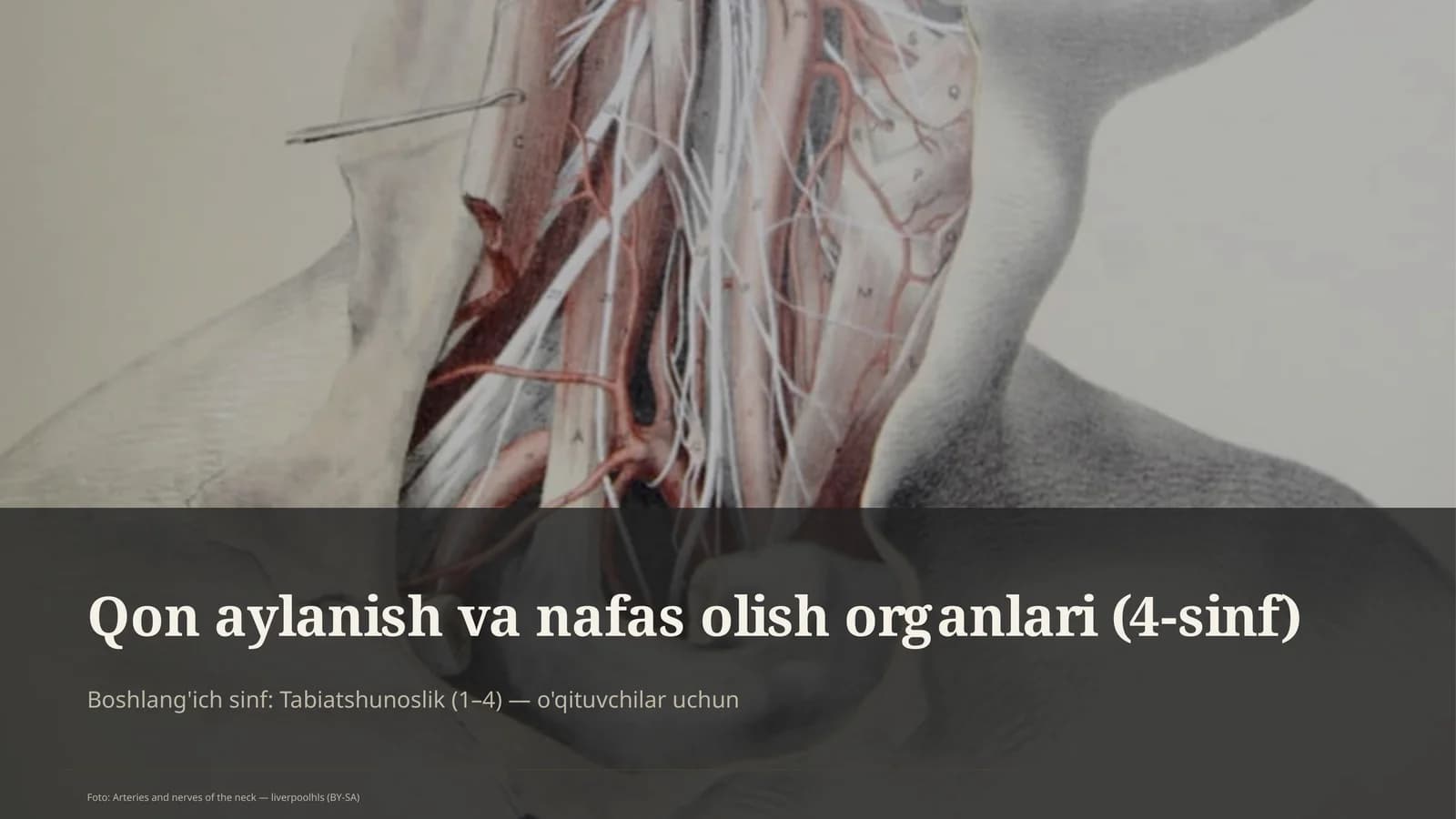 Qon aylanish va nafas olish organlari (4-sinf)