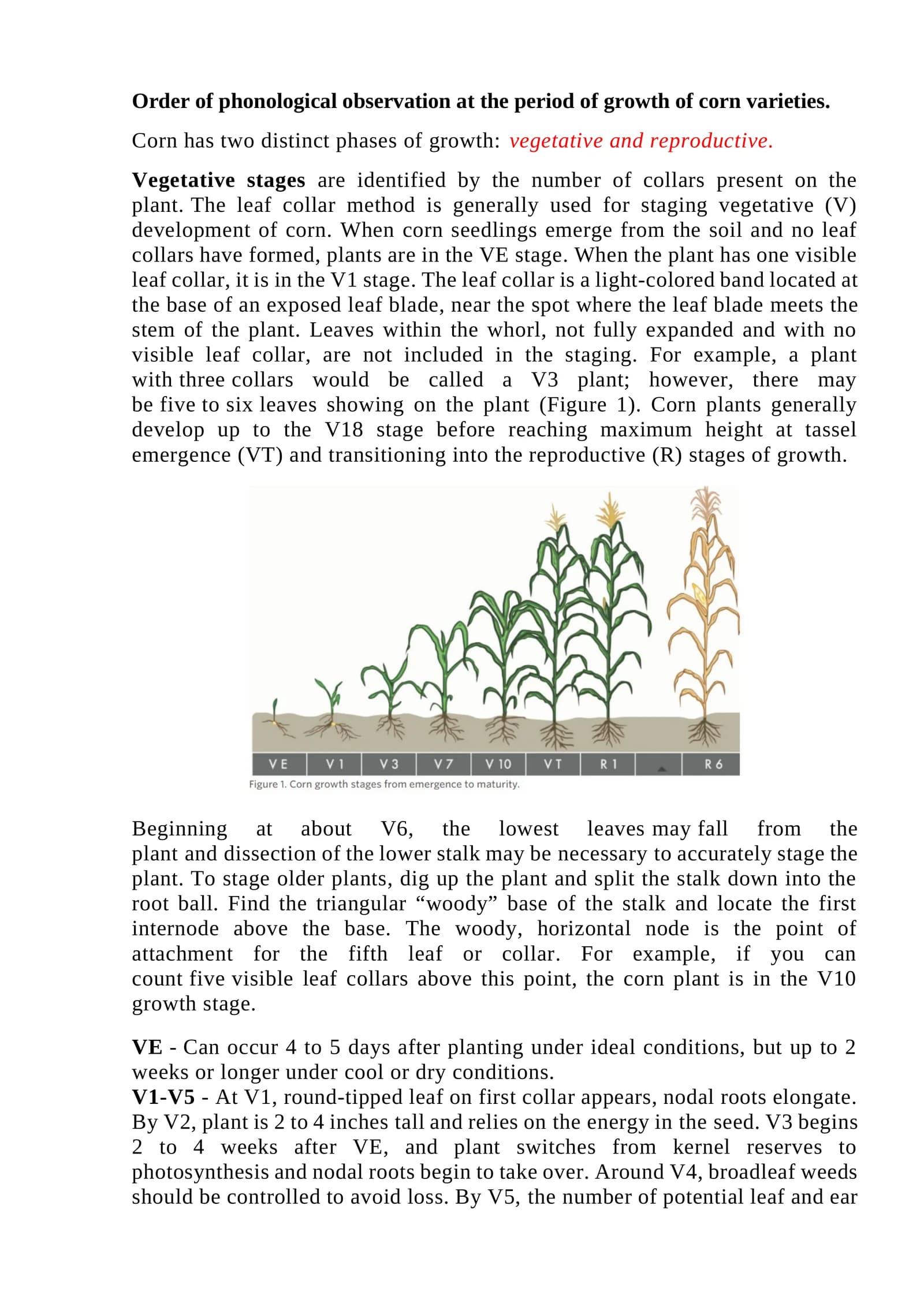 Order of phonological observation at the period of growth of corn varieties