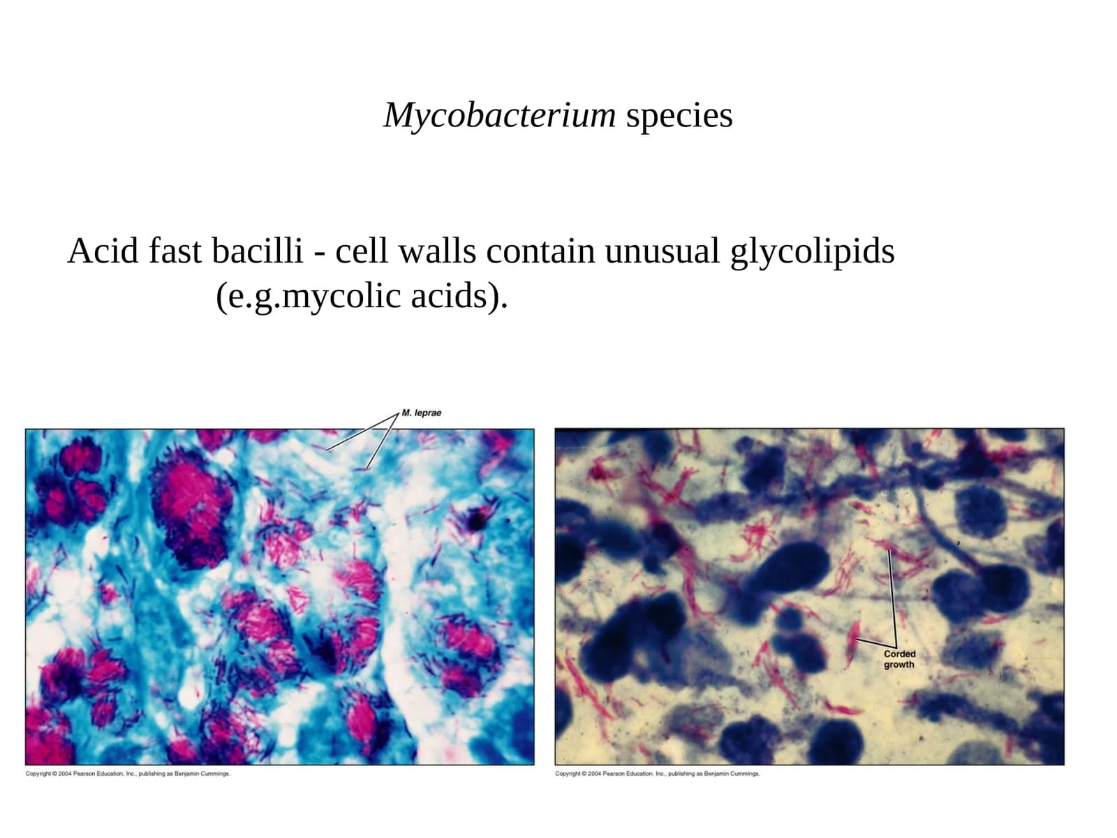 Mycobacterium species  Acid fast bacilli - cell walls contain unusual glycolipids 		        	    (e.g.mycolic acids).