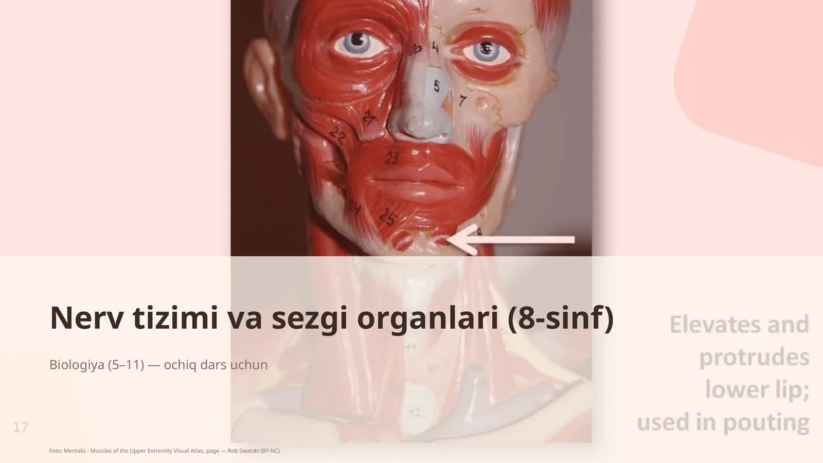 Nerv tizimi va sezgi organlari (8-sinf)