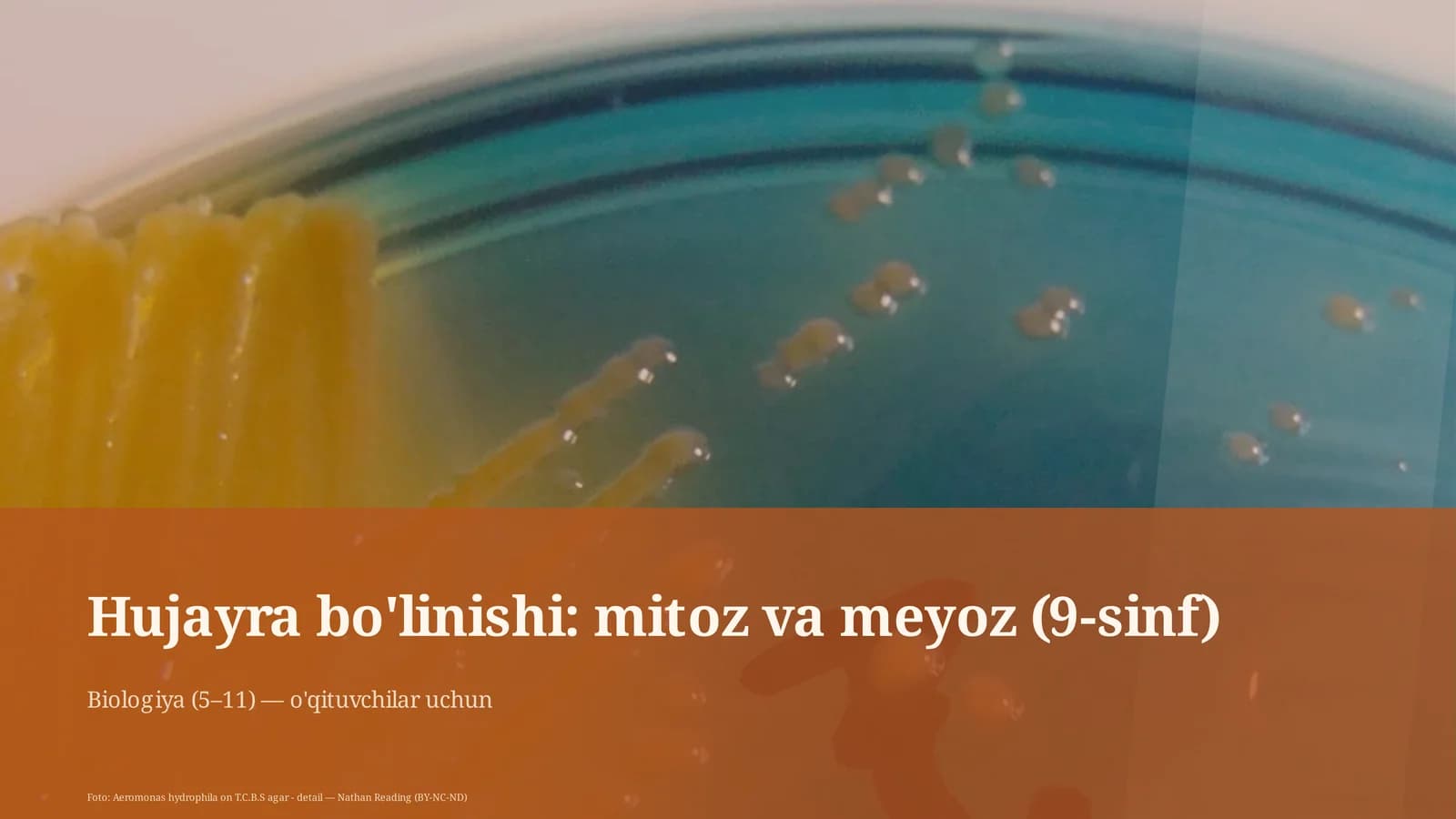 Hujayra bo'linishi: mitoz va meyoz (9-sinf)