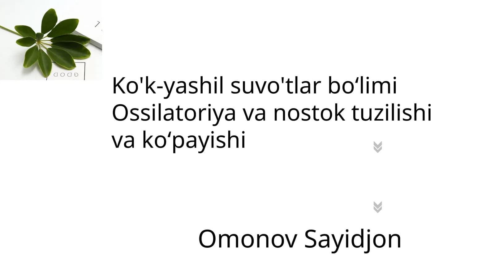 Sianobakteriyalar