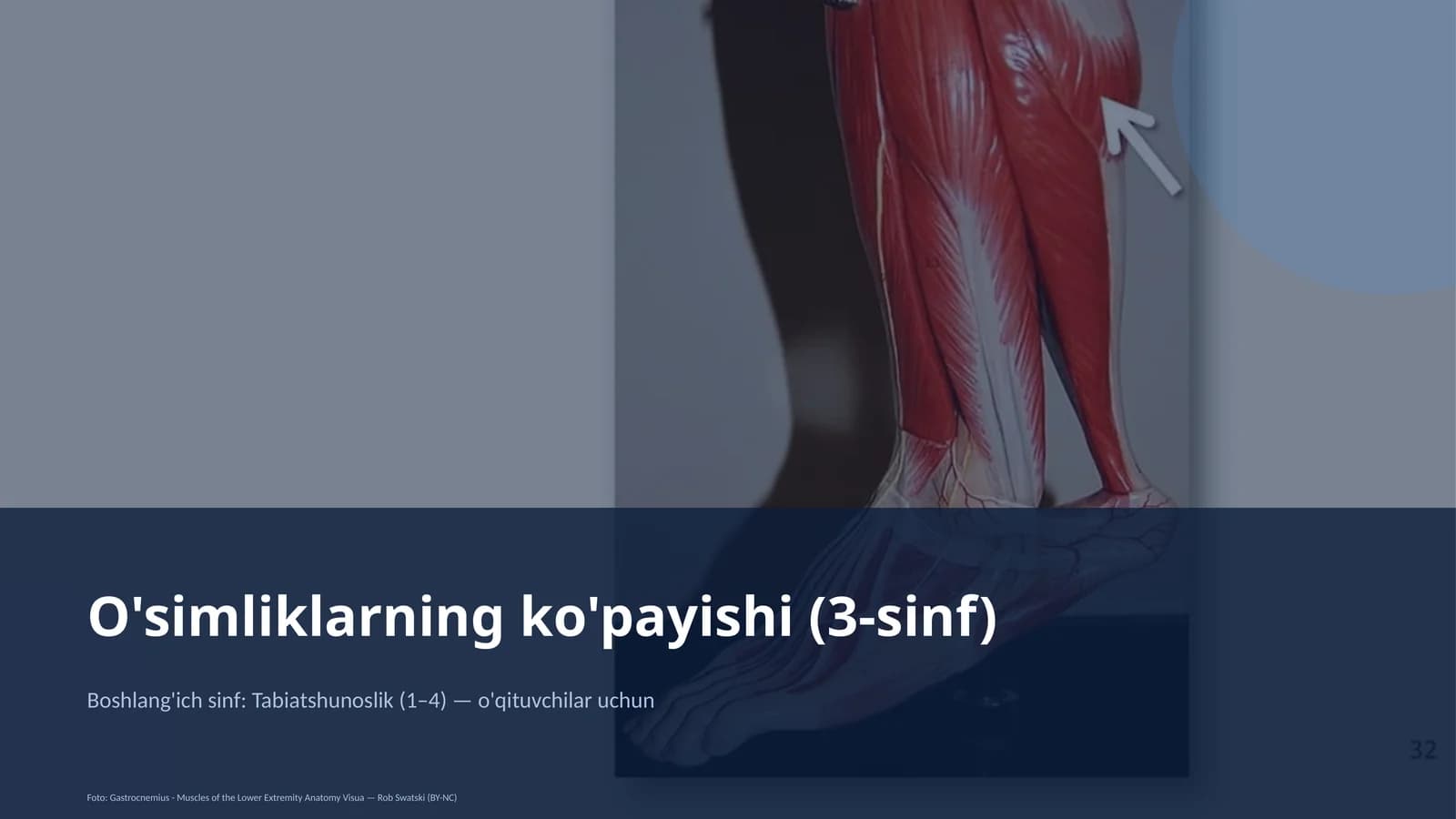 O'simliklarning ko'payishi (3-sinf)