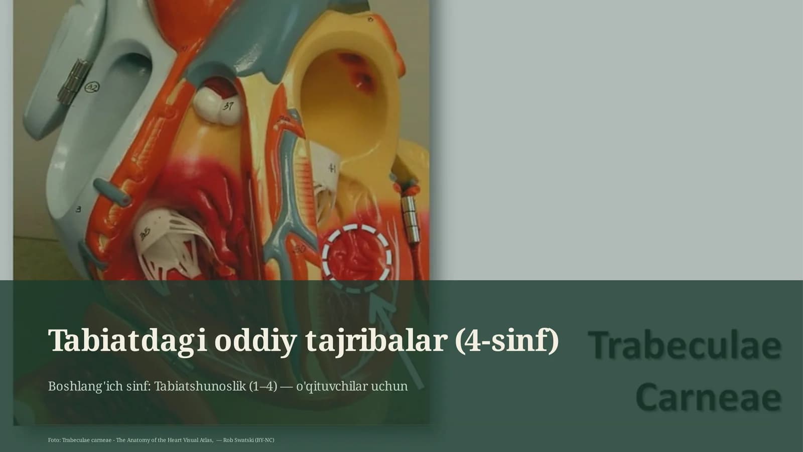 Tabiatdagi oddiy tajribalar (4-sinf)
