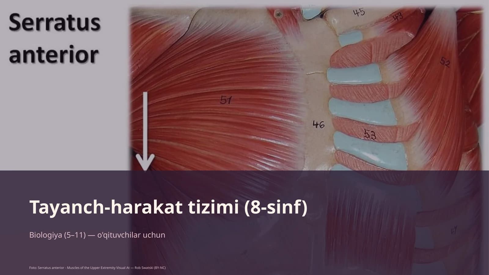 Tayanch-harakat tizimi (8-sinf)