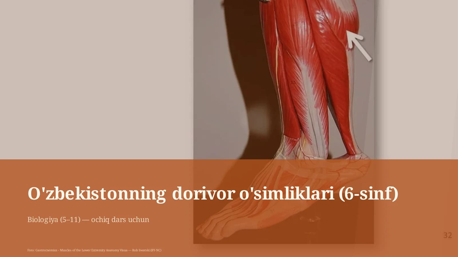 O'zbekistonning dorivor o'simliklari (6-sinf)