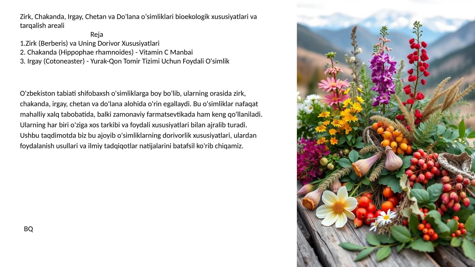 Zirk, Chakanda, Irgay, Chetan va Do'lana o‘simliklari bioekologik xususiyatlari va tarqalish areali