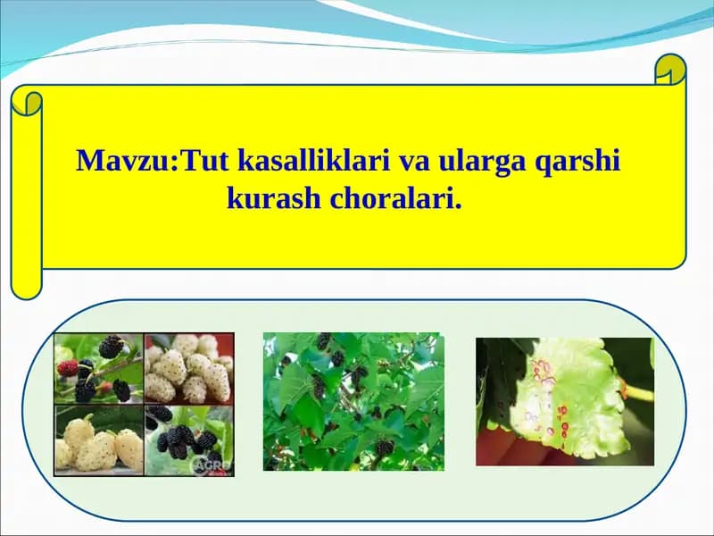 Tut kasalliklari va ularga qarshi kurash choralari