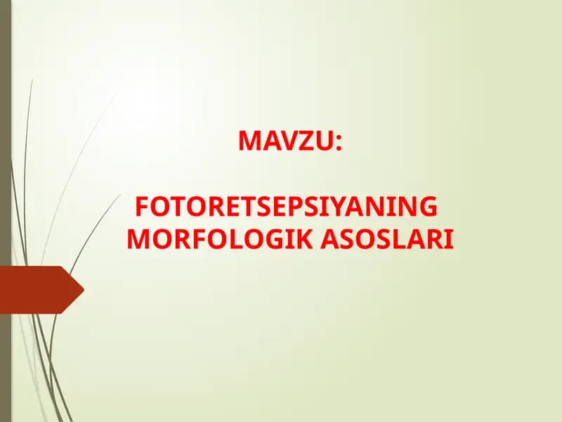 FOTORETSEPSIYANING MORFOLOGIK ASOSLARI