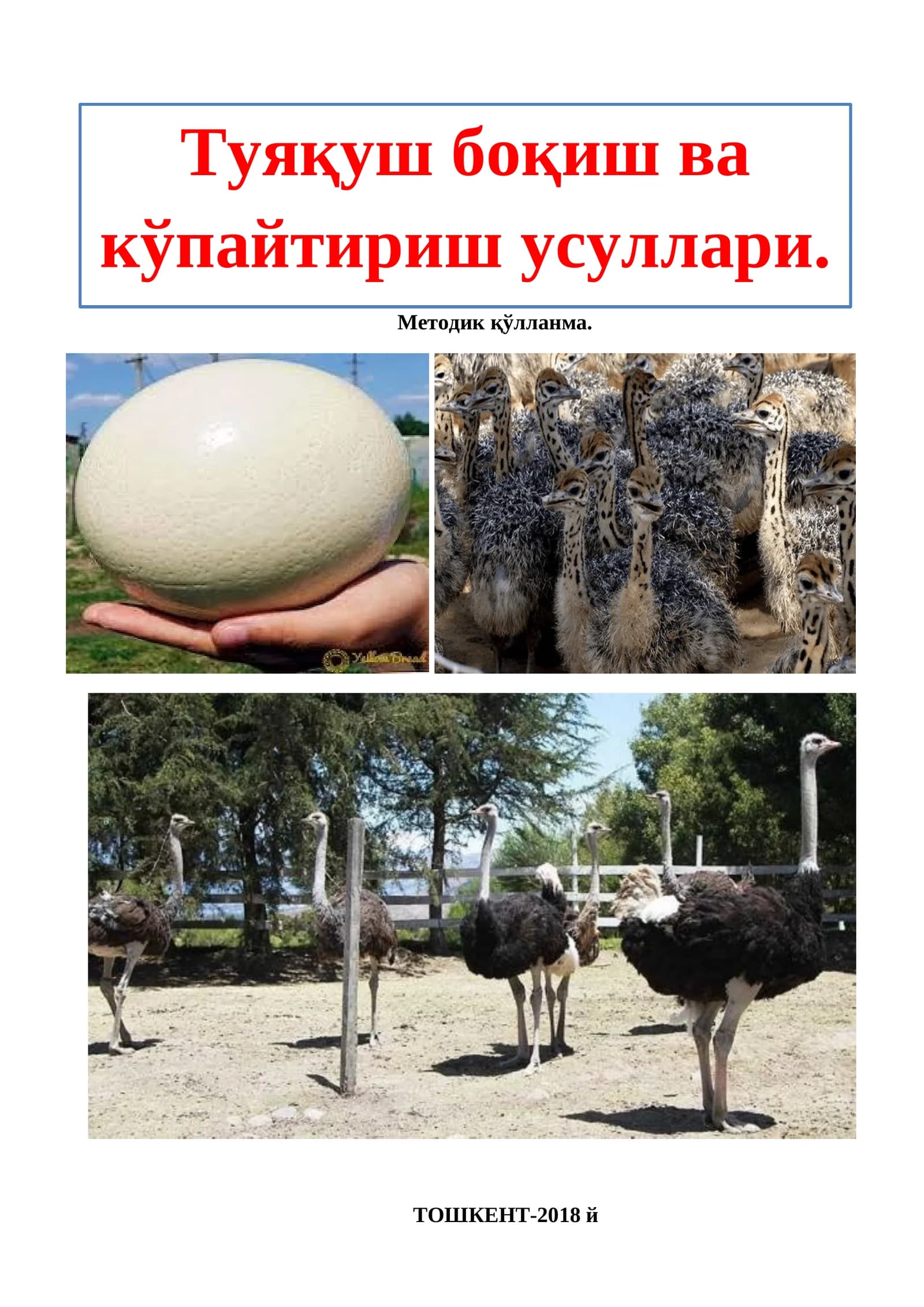 Туяқуш Боқиш ва Кўпайтириш Усуллари