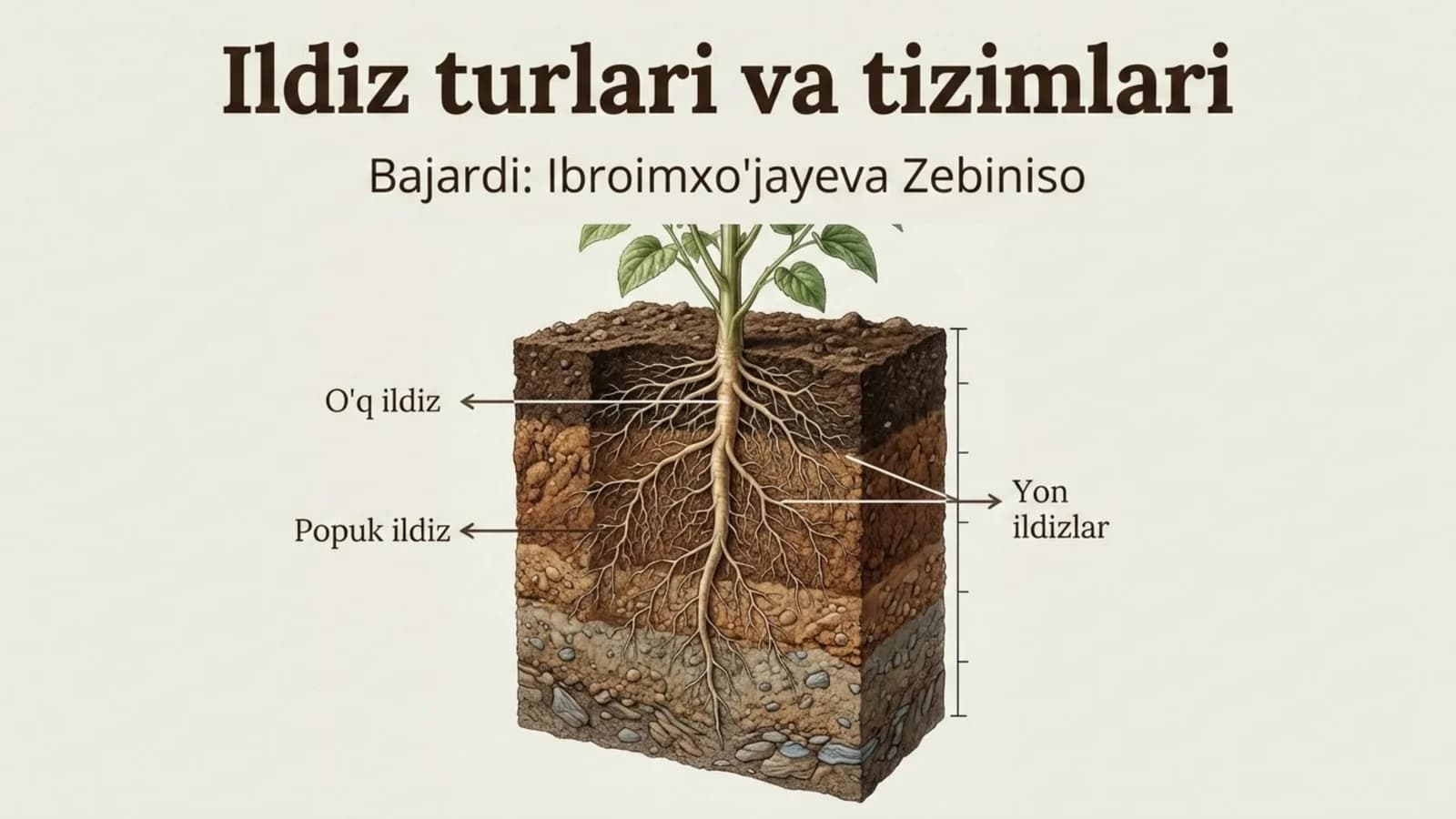 Ildiz turlari va tizimlari