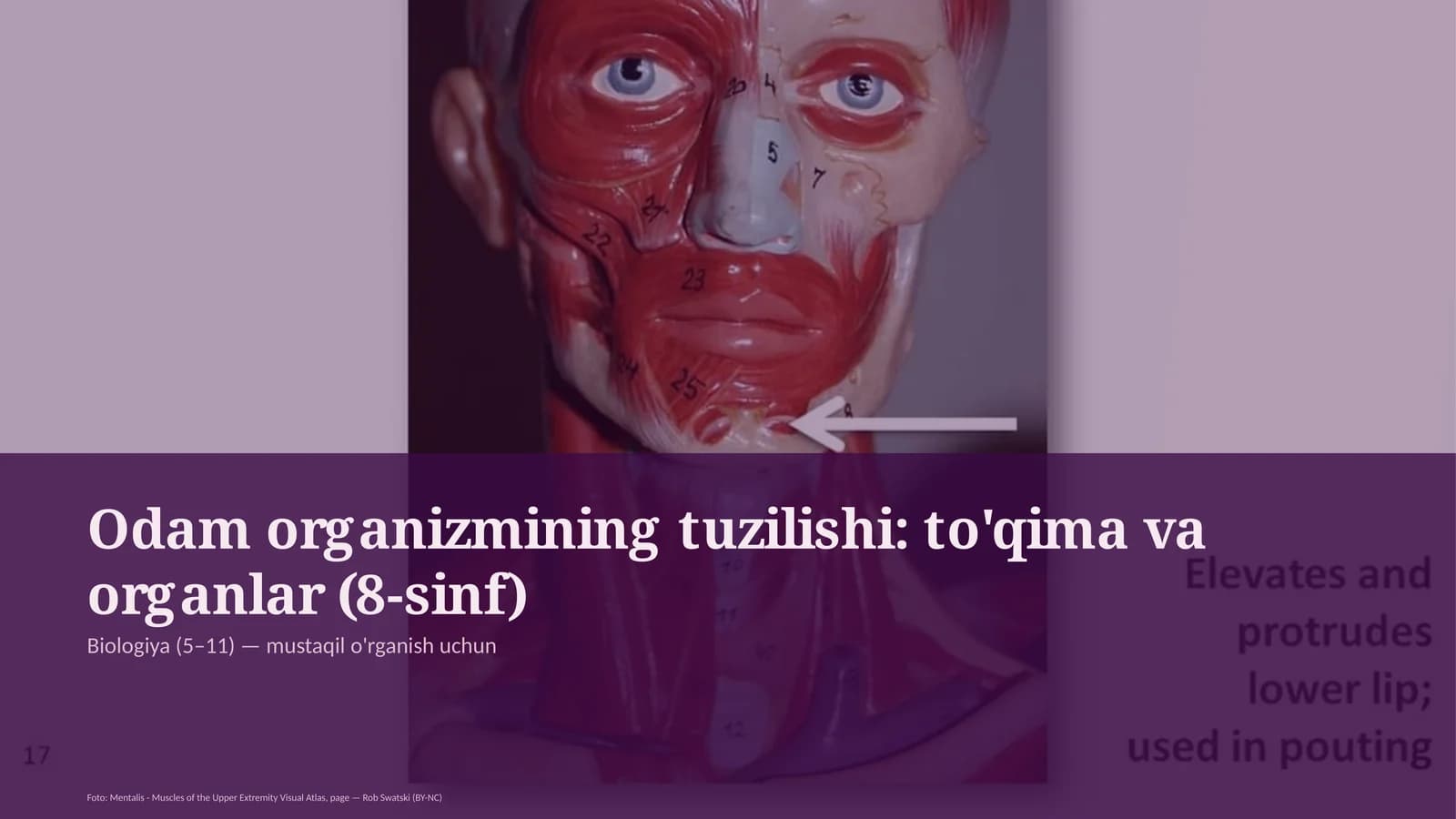 Odam organizmining tuzilishi: to'qima va organlar (8-sinf)