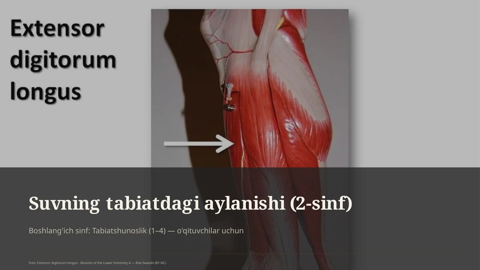 Suvning tabiatdagi aylanishi (2-sinf)