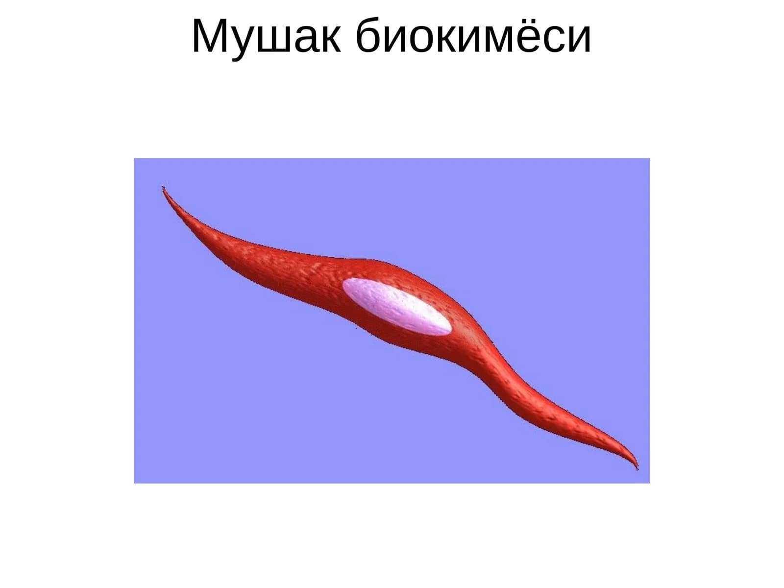 Мушак биокимёси