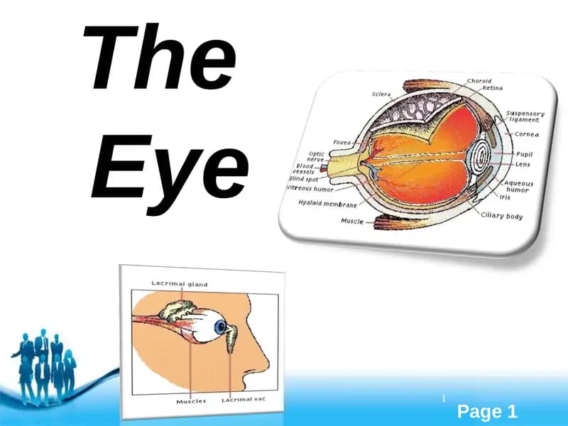 The Eye