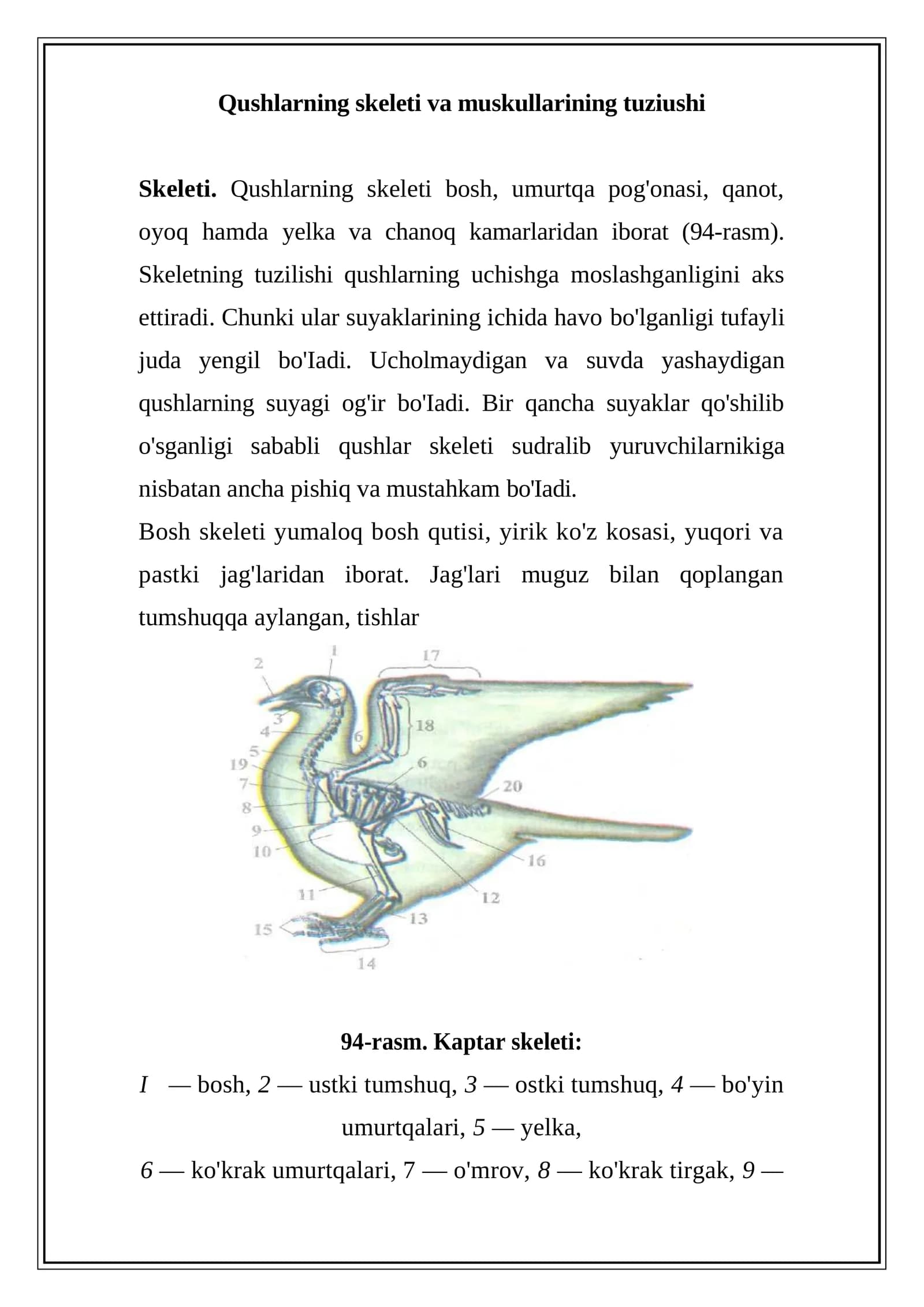 Qushlarning skeleti va muskullarining tuziushi