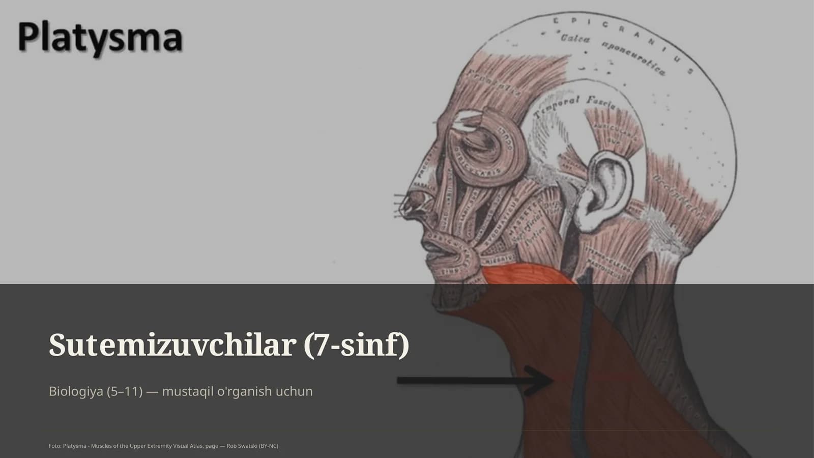 Sutemizuvchilar (7-sinf) Biologiya (5– 11)