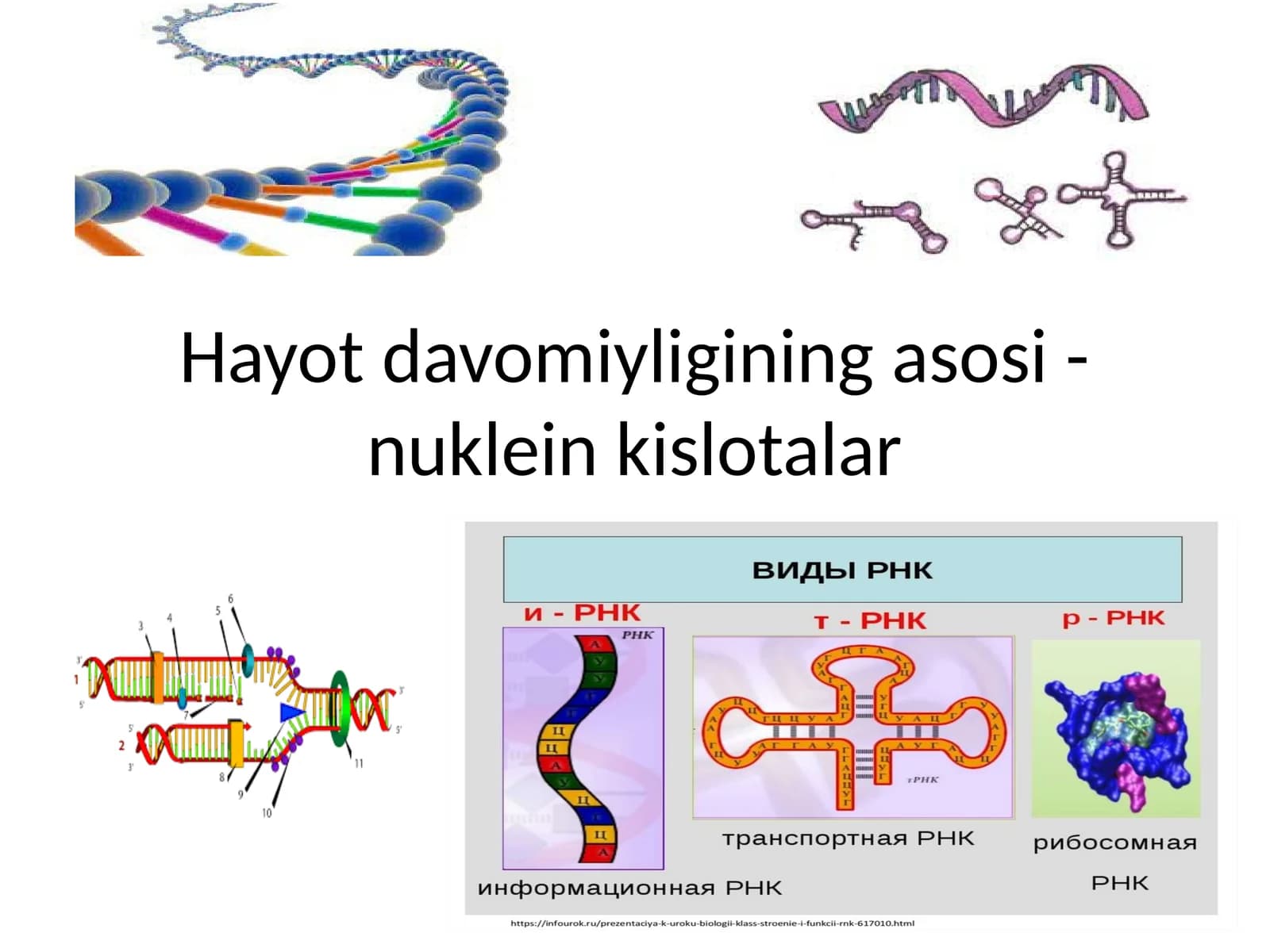 Nuklein kislotalar