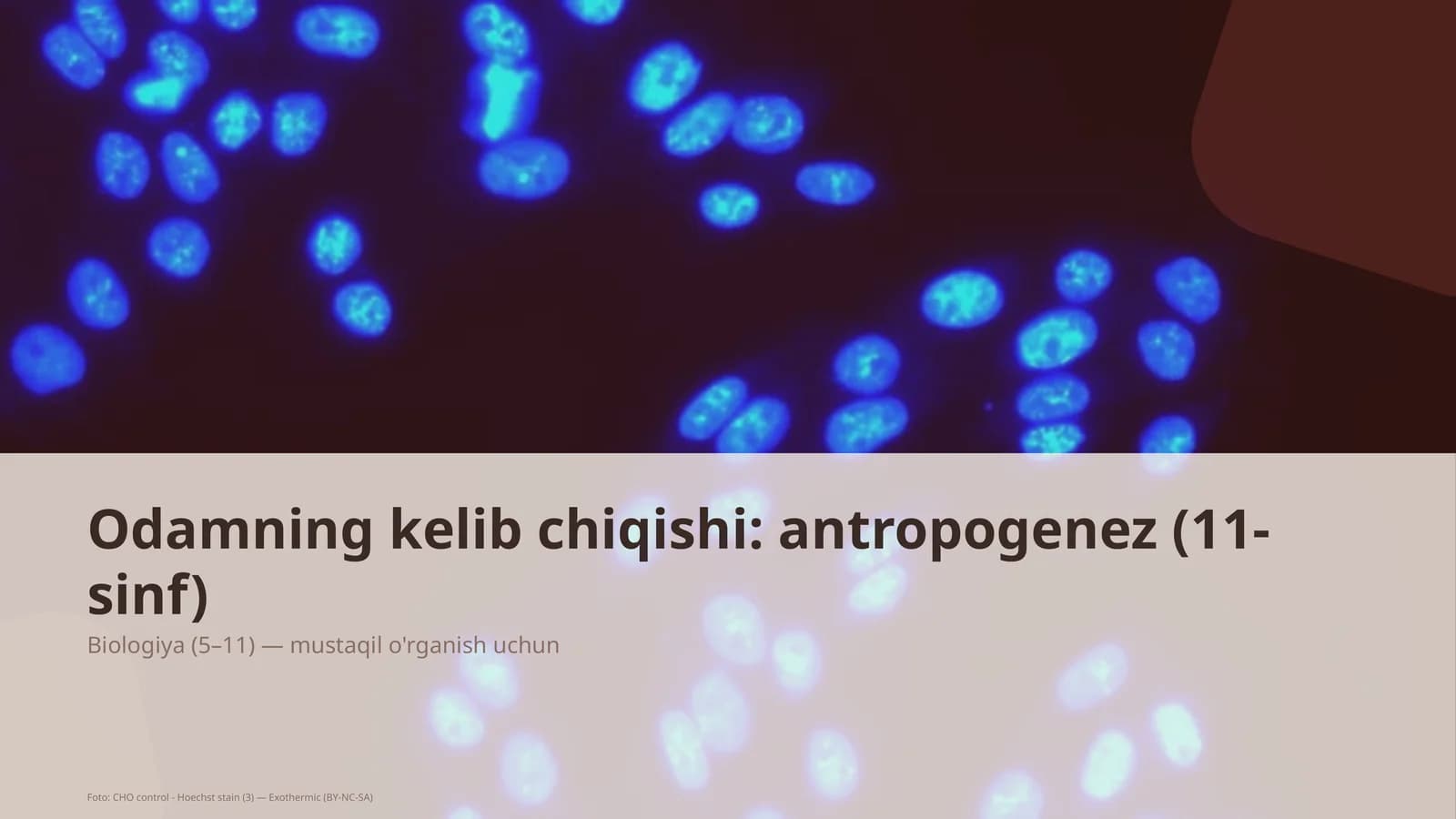 Odamning kelib chiqishi: antropogenez (11-sinf)