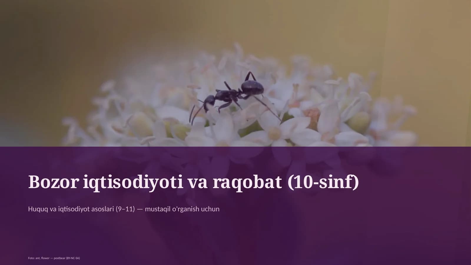 Bozor iqtisodiyoti va raqobat (10-sinf)