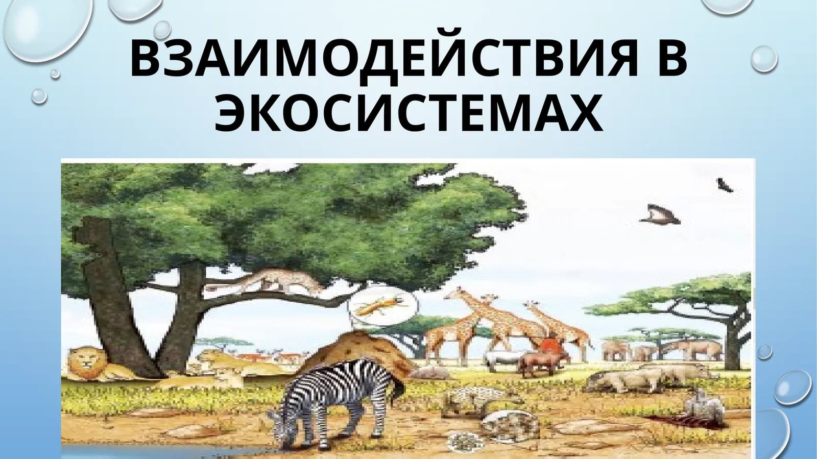 экосистема