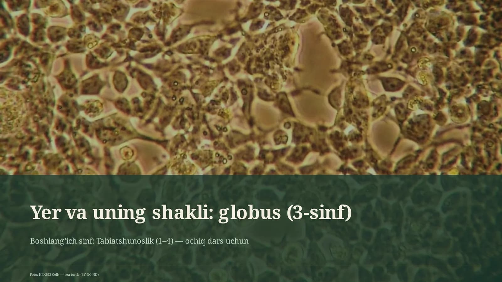 Yer va uning shakli: globus (3-sinf)