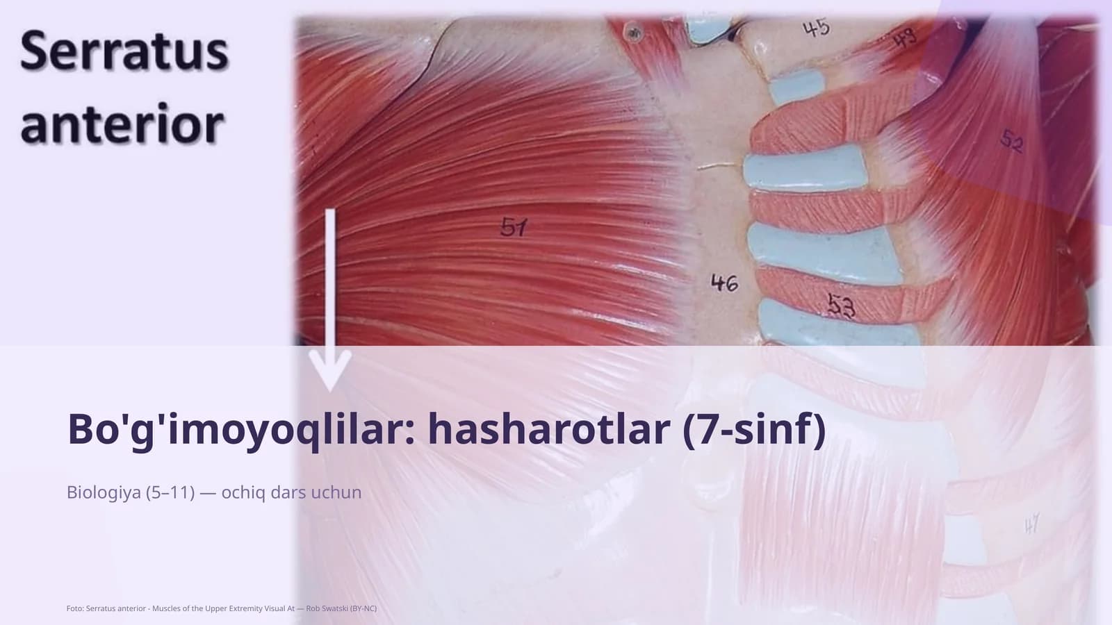 Bo'g'imoyoqlilar: hasharotlar (7-sinf)