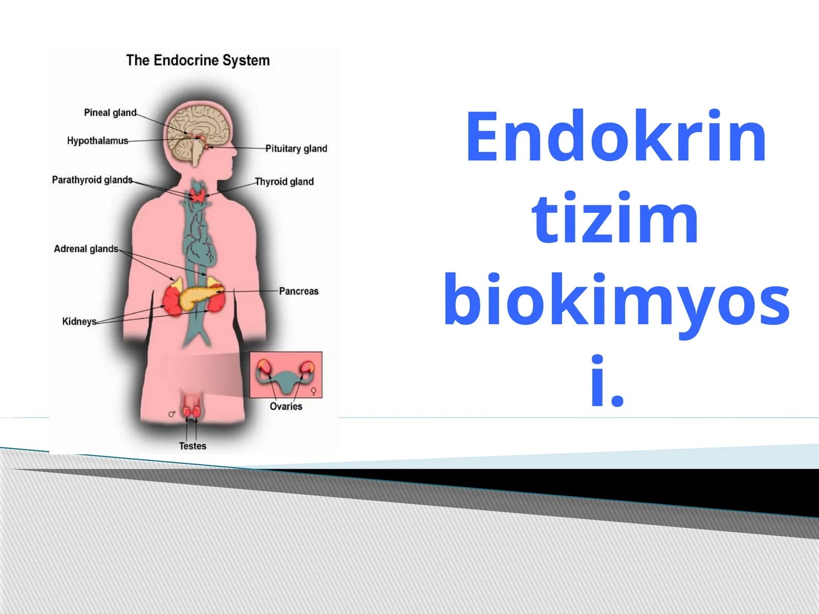 Endokrintizim biokimyosi