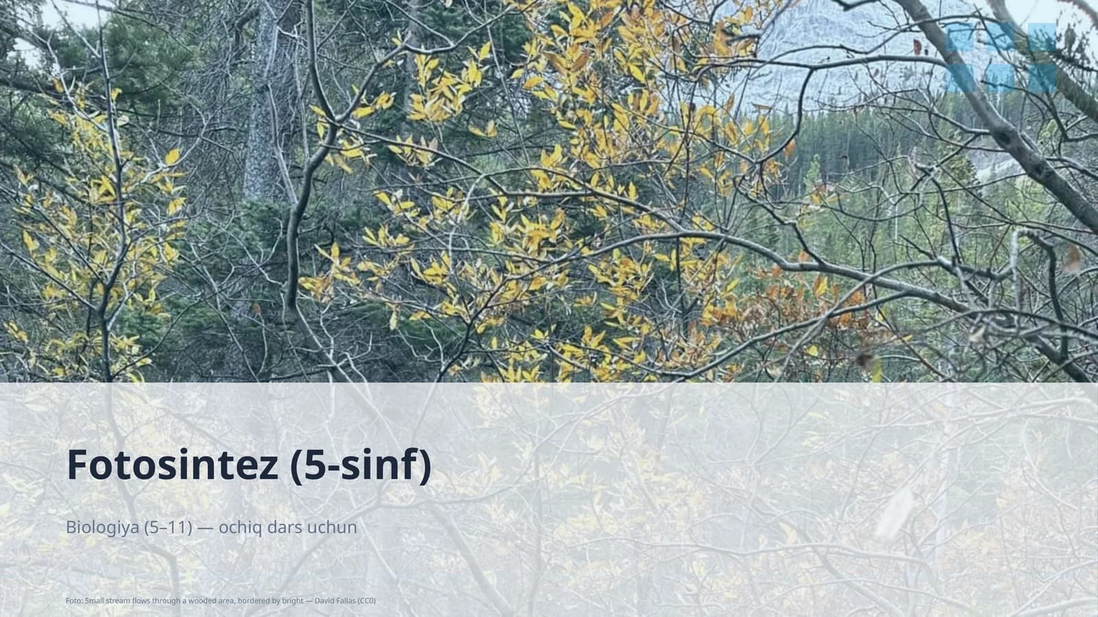 Fotosintez (5-sinf)