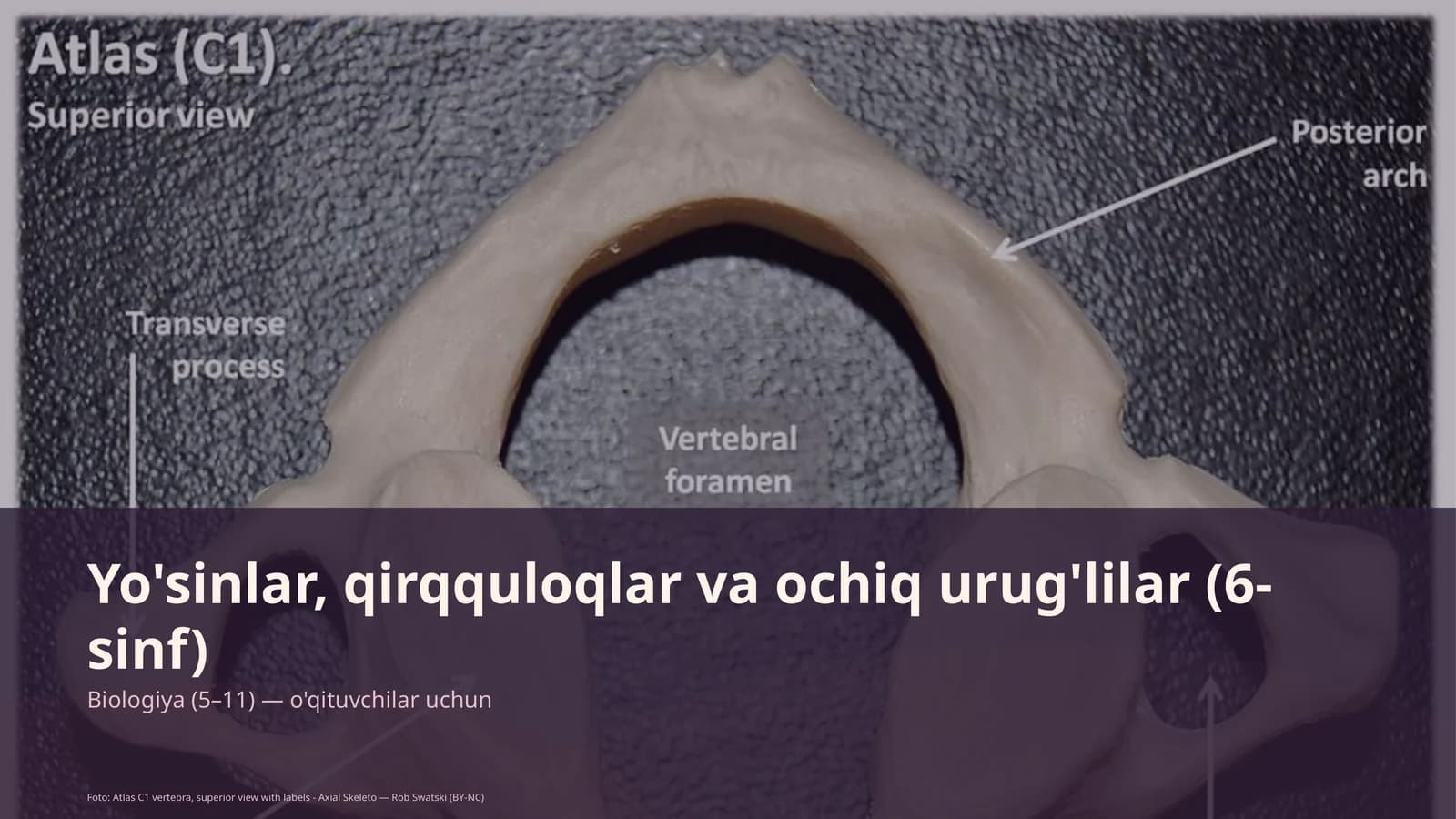 Yo'sinlar, qirqquloqlar va ochiq urug'lilar (6-sinf)