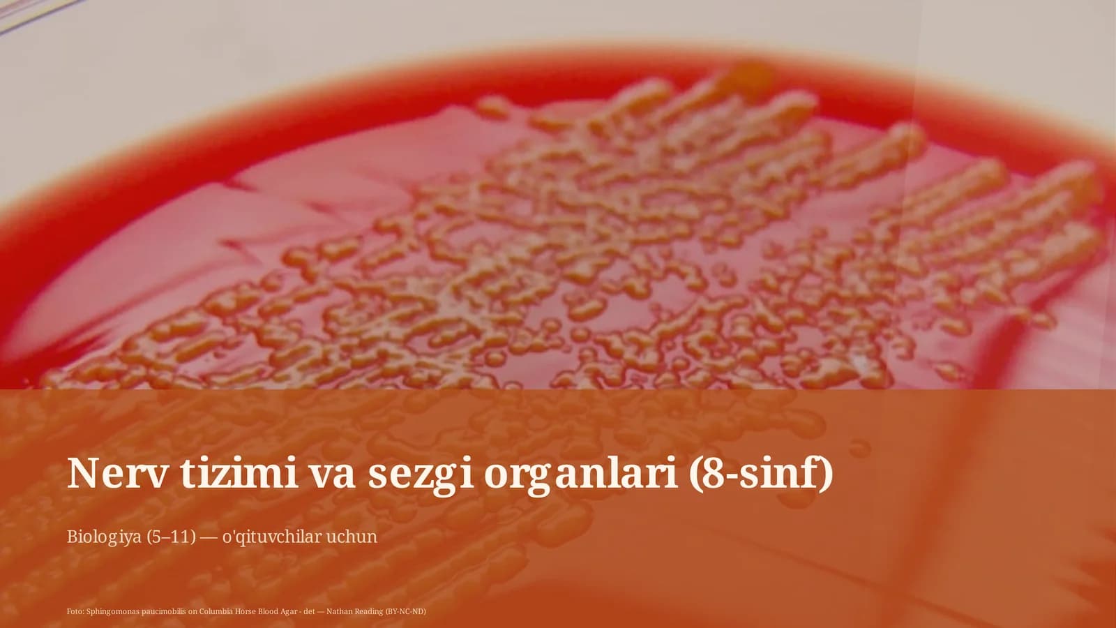Nerv tizimi va sezgi organlari (8-sinf)