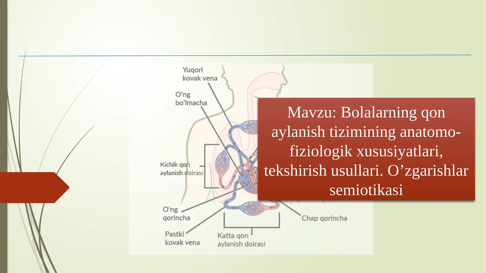 Bolalarning qon aylanish tizimining anatomo-fiziologik xususiyatlari, tekshirish usullari. O’zgarishlar semiotikasi
