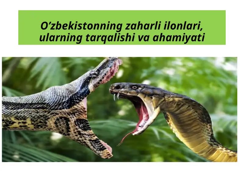 O’zbekistonning zaharli ilonlari, ularning tarqalishi va ahamiyati.