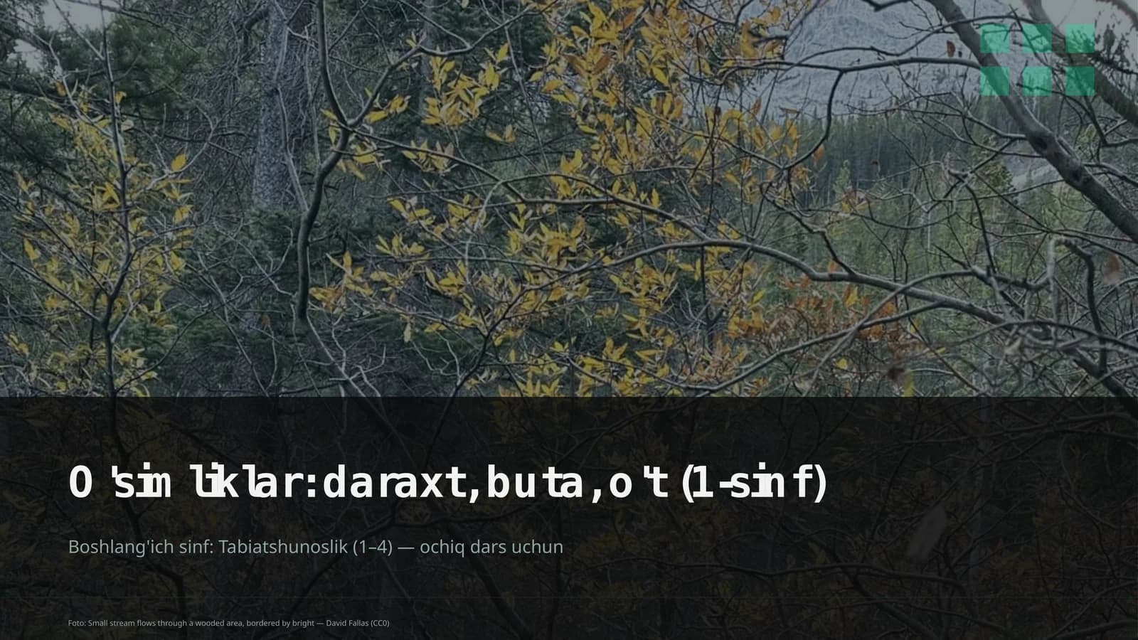 O'simliklar: daraxt, buta, o't (1-sinf)